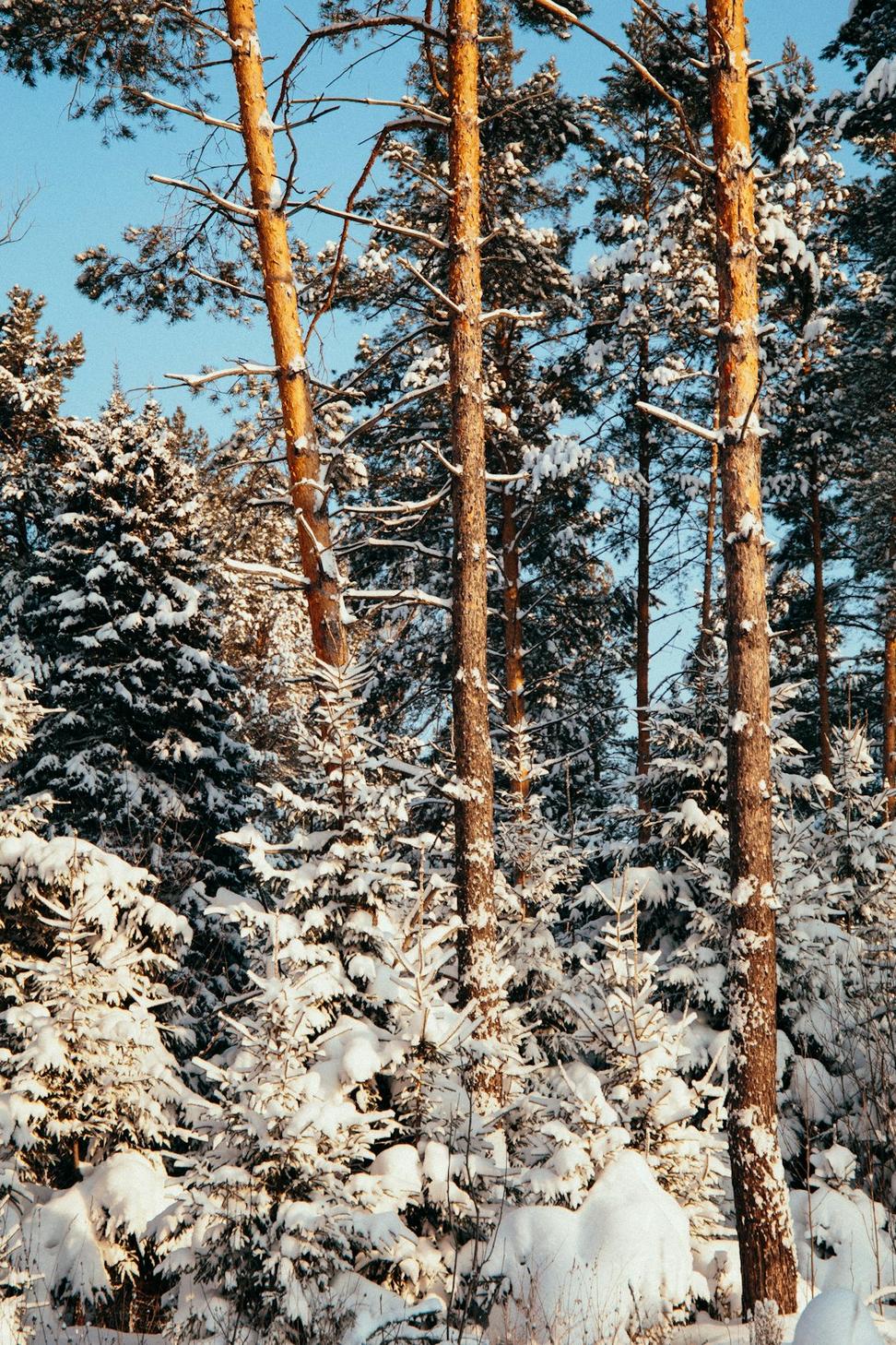 Sustainable cold climate architecture